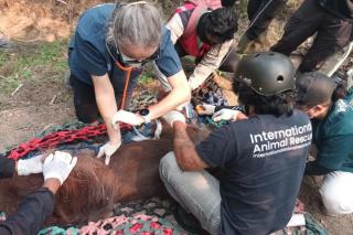 BKSDA Jambi Rehabilitasi Lima Orangutan Hasil Penyelamatan dari Riau dan Sumut