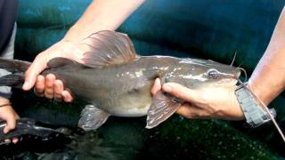 Ikan Baung Lokal Riau Dikembangkan Jadi Komoditas Budidaya dan Penggerak Ekonomi Warga