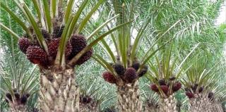 Harga TBS Sawit Mitra Swadaya Riau Naik Jadi Rp3.943,46 per Kg