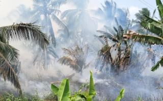 Kebakaran Dua Hektare Kebun Kelapa di Inhil Berhasil Dipadamkan, Petugas Temukan Bangkai Ular dan Te