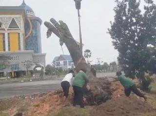 Puluhan Pohon Terdampak Pelebaran Jalan Dipindahkan, Kini Tumbuh Kembali di Tenayan Raya