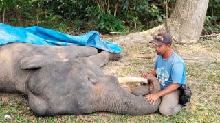 Gajah Diego Mati di PLG Minas, BBKSDA Riau Ungkap Penyebabnya