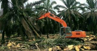 Rp1,9 Triliun Dana PSR Mengalir ke 23.789 Pekebun Sawit Riau