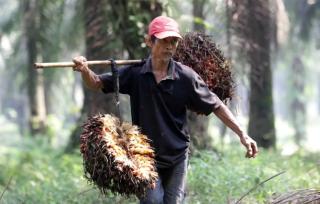Harga TBS Sawit Riau Kembali Turun, Umur 9 Tahun Kini Rp3.885 per Kg