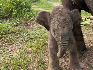 Gajah Lisa Melahirkan Anak Keenam di Tesso Nilo, Bayi Jantan Langsung Berdiri 20 Menit