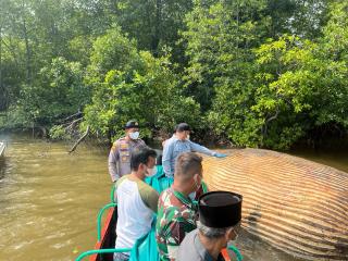 KKP Kirim Sampel Bangkai Paus di Inhil ke BRIN, Jenis dan Penyebab Terdampar Masih Misterius