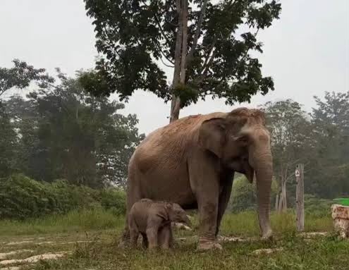 Lahir di Tesso Nilo, Bayi Gajah Lisa Diberi Nama Ganesha