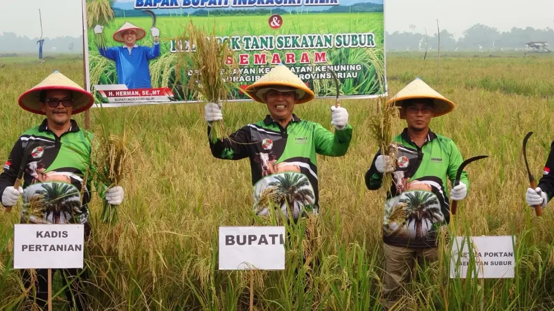 Panen Perdana Padi Semaram, Herman Bidik Indeks Pertanaman 300 di Inhil