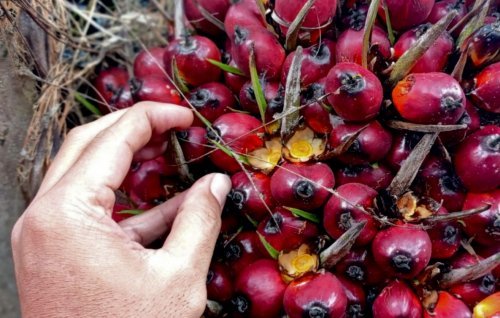 Harga TBS Sawit Mitra Swadaya Riau Naik Rp75 per Kg, Tembus Rp3.679,40