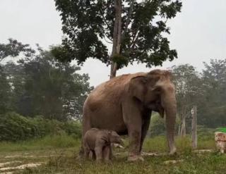 Lahir di Tesso Nilo, Bayi Gajah Lisa Diberi Nama Ganesha