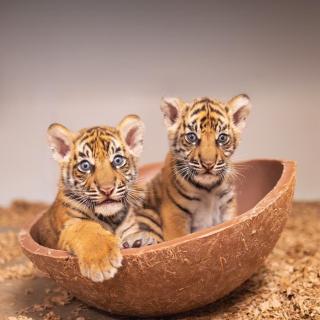 Pertama Kali, Dua Bayi Harimau Sumatera Lahir di Kebun Binatang Texas