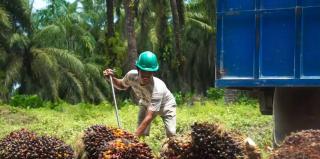 Harga TBS Sawit Riau Turun, Umur 9 Tahun Jadi Rp3.796,85 per Kg