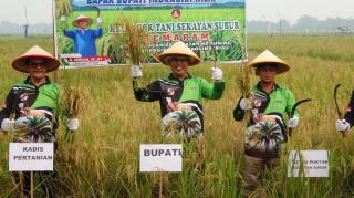 Panen Perdana Padi Semaram, Herman Bidik Indeks Pertanaman 300 di Inhil