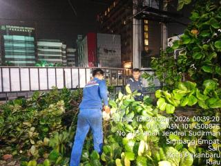 Hujan Petir dan Angin Kencang Terjang Pekanbaru, 11 Titik Pohon Tumbang