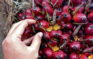 Harga TBS Sawit Mitra Swadaya Riau Naik Rp75 per Kg, Tembus Rp3.679,40